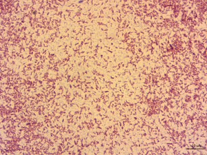 Cgen 034 Salmonella choleraesuis ATCC 7001 100x